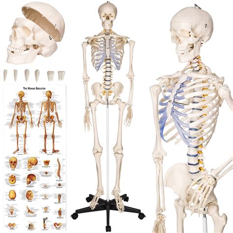 Hvad ett anatomiskt skelett